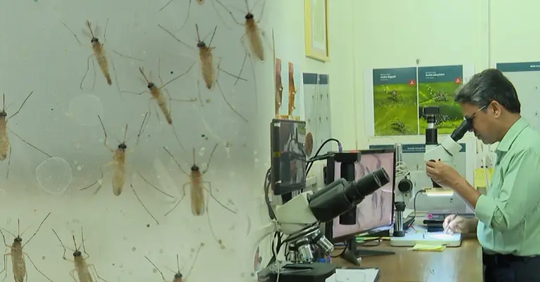 ল্যাবরেটরিতে অ্যানোফিলিস মশা পরীক্ষা করছেন গবেষক